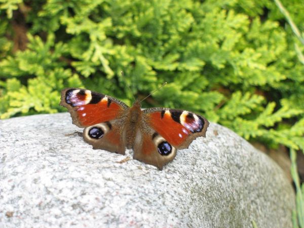 zdjecie Pietrzykowice