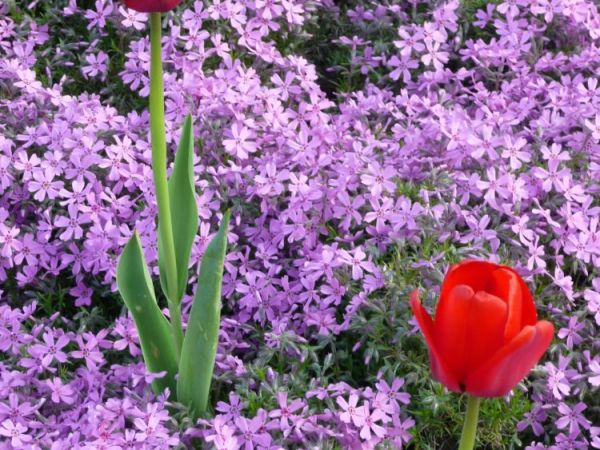 Zabrze - ogród botaniczny