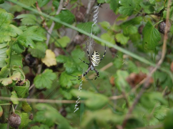 Cuda natury Droblin    ''  tylko w Droblinie są takie pająki w agreście''