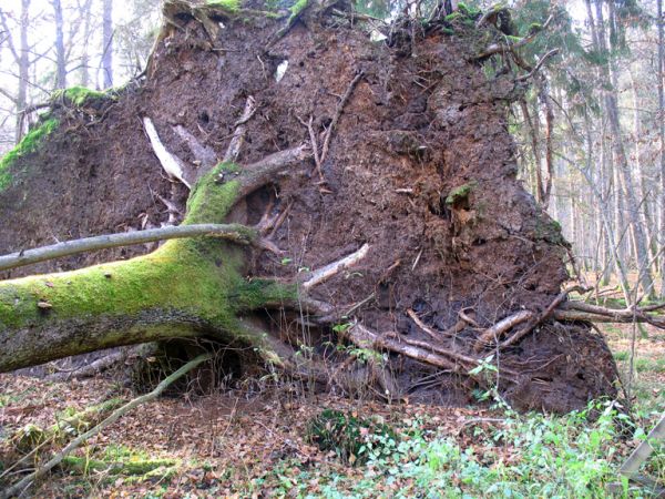 zdjecie Białowieża