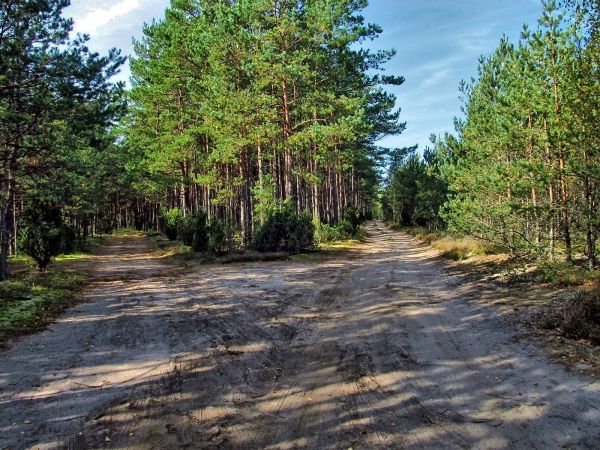 Rozwidlenie dróg leśnych w Lubikach