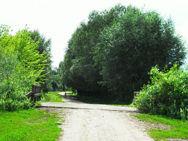 Polna i piaszczysta droga za wioską - przez drewniany mostek 
w stronę Liwca - latem tonie w zieleni łąk i szeregu wierzb