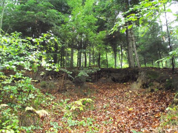 borsucza jama - a jakby nie, to lisia nora - pod tarczą korzeniową, nawet gdyby śladów i tropów nie było, to wyobraźnię można uruchomić, ważne żeby nie ingerowa