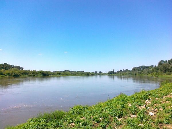 Wisła w Brzostkowie przepływa w części po zakolu , widok w kierunku Pawłowa  i Krakowa w górę rzeki .
