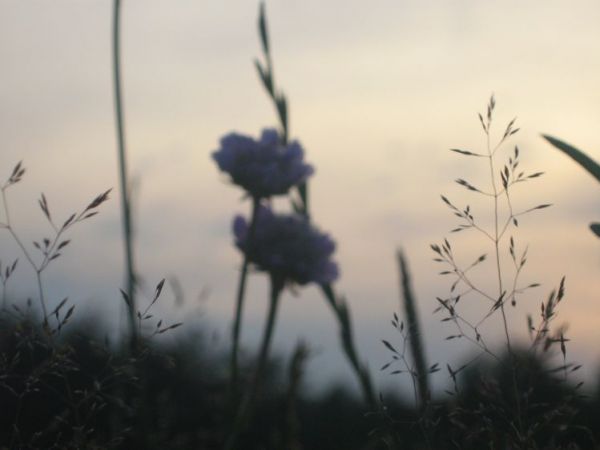 Wieczorem na łące.