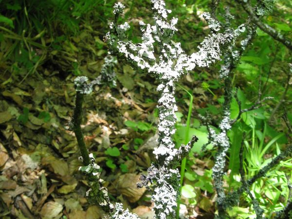 w rejonie Grodziska "Horodna" w źródliskach i w linii brzegowej strumieni leśnych, tu: Byczy Potok - ciekawe formy geologiczno-florystyczne /sole nietrwałego kw