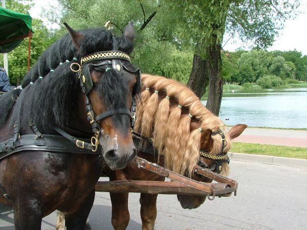 Konie ze Stadniny Ogierów w Kętrzynie.