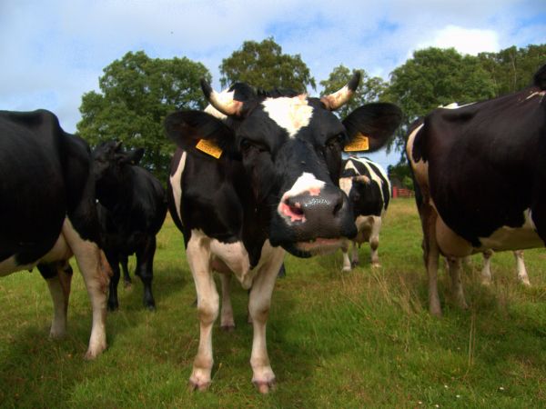 Ciekawskie bydlęta - swojskie klimaty Podłęża :)