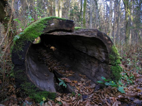 zdjecie Białowieża