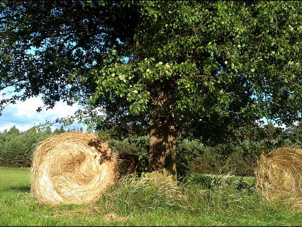 Lato , czas zbiorów polnych .