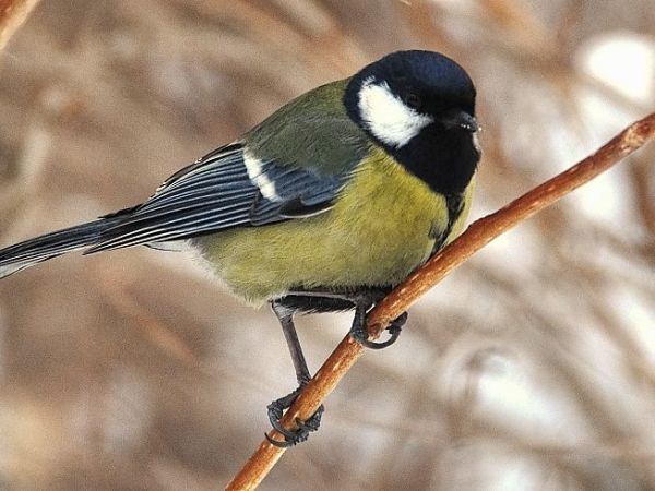 Busko-Zdrój, ptaki w parku uzdrowiskowym.