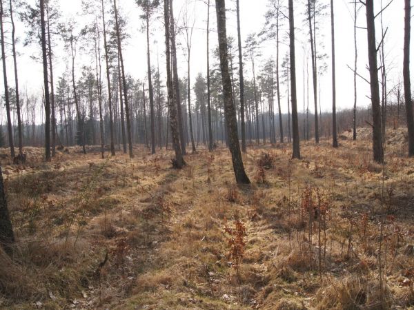 Widok na zachód.Pas niedokończonej autostrady Berlinki /Berlin-Królewiec/ III 2018.