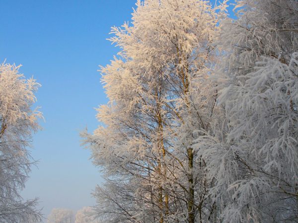 zdjecie Tyniewicze Duże