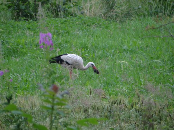zdjecie Zajączkowice