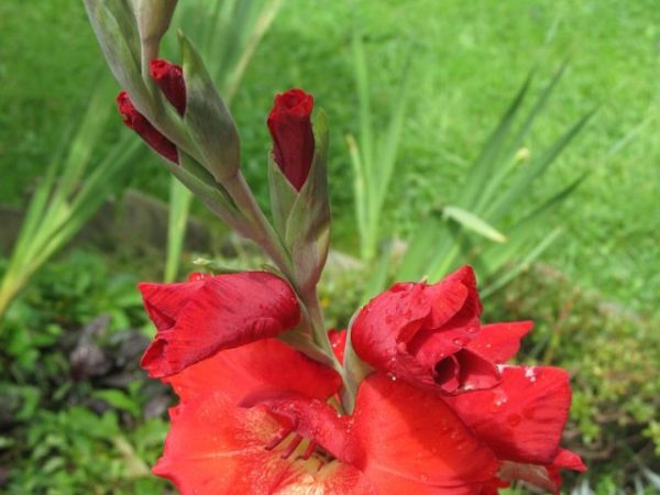 zdjecie Pietrzykowice