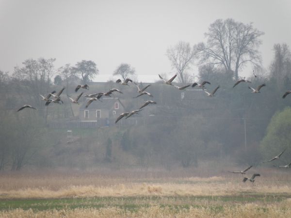 Lemierze widok w stronę Borii (koło rzeki), w tle odlatujące żurawie  2009-04-13