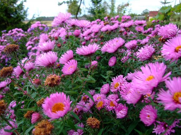 zdjecie Biała Podlaska