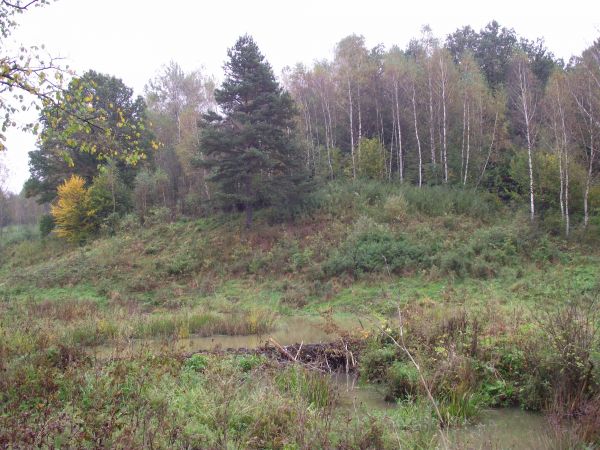 bóbr - na zajmowanych przez siebie terenach podnosi poziom wody, budując tamy, w celu ukrycia pod wodą wejścia do nor lub żeremi oraz ułatwienia transportu drew