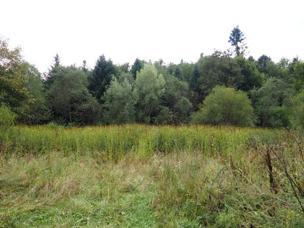 szuwary - inaczej : rojst - miejsce bagniste, grząskie, porosłe mchem, często tam babrzyska i brochowiska dla zwierzyny płowej i dzików, stanowi doskonałe schro