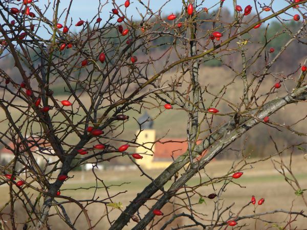 Poprzez krzak dzikiej róży.