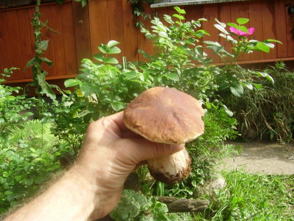 W lasach wokół Turnej rosną min. prawdziwki