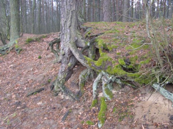 zdjecie Zalesie Górne