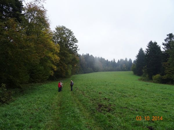 na śródleśnej polanie - pastwisku - stołówce - miejscu żerowania zwierzyny płowej w szczególności, ale i dzików, gadów, płazów i ptactwa - tam często łany i kob