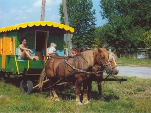 Konie ze Starej Stajni