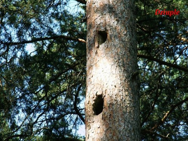 zdjecie Stajenczynki