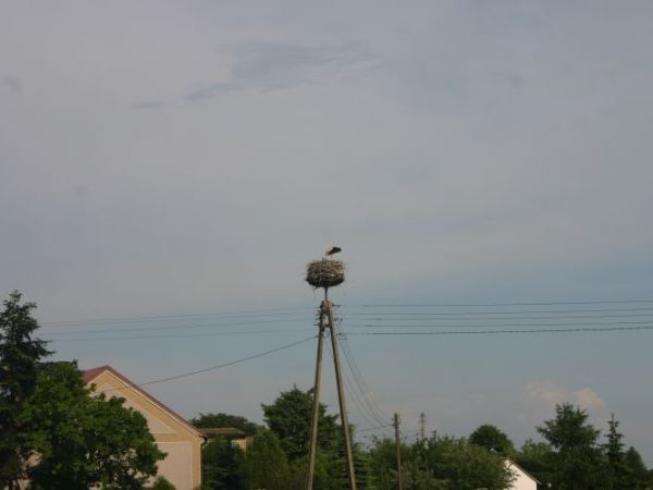 Gniazdo bocianie na skrzyżowaniu