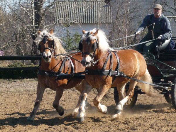 Jakie dzielne Haflingery!