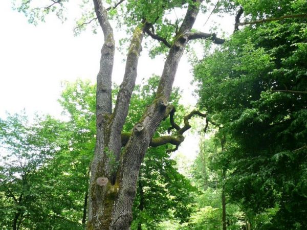Olbrzymie dęby i buki nie są rzadkością w Wieszynie
