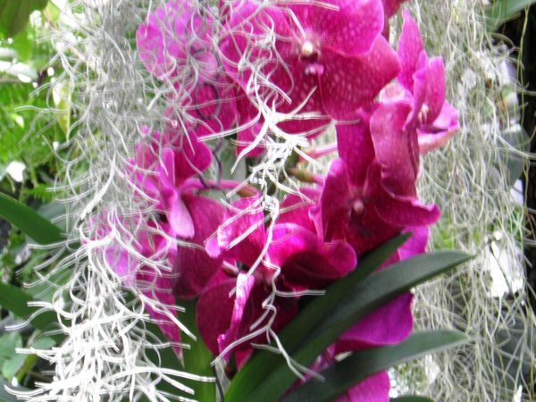 Zamek - Muzeum w Łańcucie. Storczykarnia