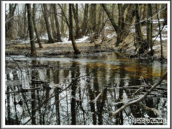 Okresowy dopływ Iłżanki - "struga".