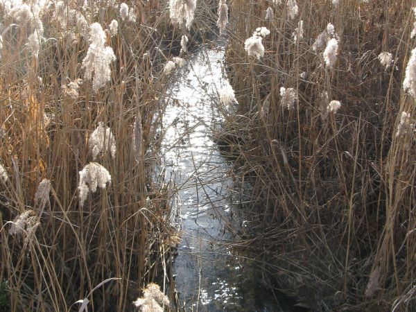 Potok Rusawa , w Srogowie Górnym wpływa doń spływający z Falejówki potok Pijawka by następnie w Trepczy zasilić wody rzeki Sanoczek co do Sanu wpada. W potoku t