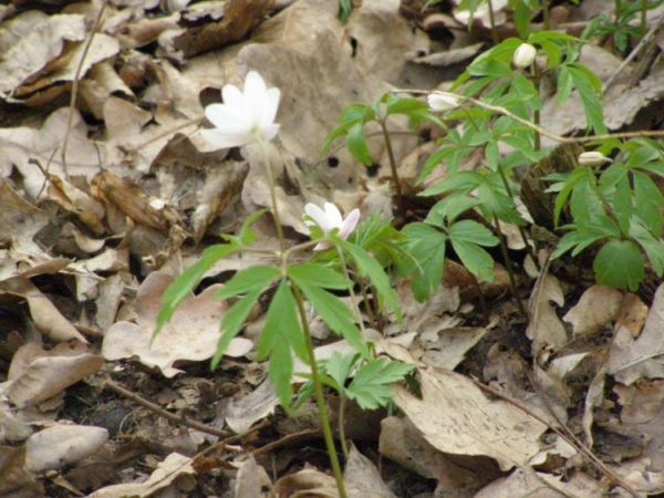 zdjecie Zalesie Górne