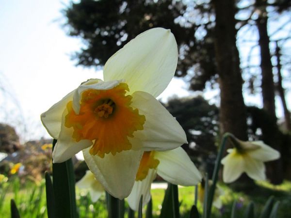 zdjecie Pietrzykowice