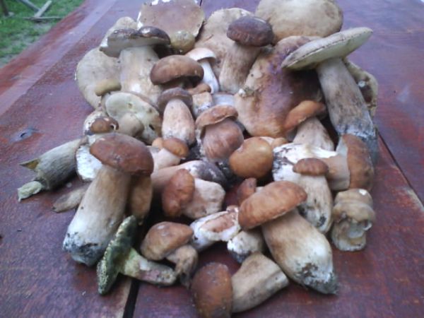 I kto tak pięknie ma- jak ja zbierając grzybki