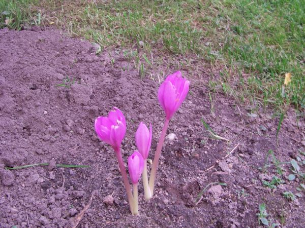 Tegoroczne zimowity.