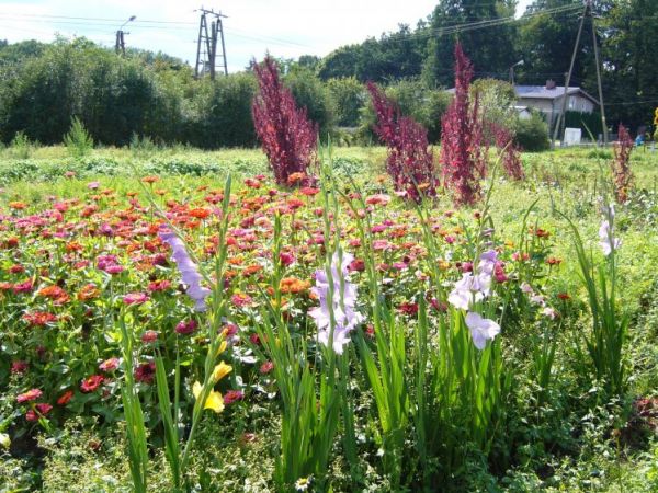 Kolorowe ogrody w Wieszynie