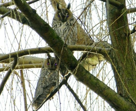 Busko-Zdrój, duet sowi w  parku uzdrowiskowym.