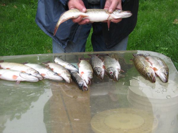 Jesienne szczupaki z Jeziorska.