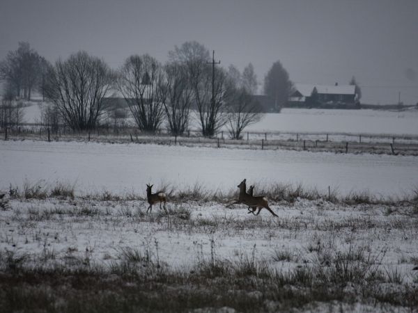 pierwszy śnieg-19.12.2018