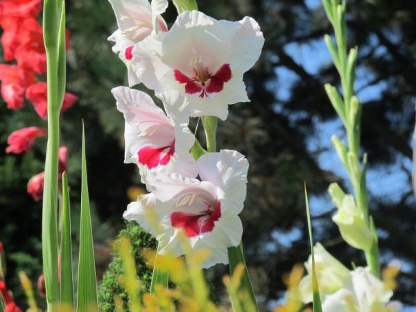 zdjecie Pietrzykowice