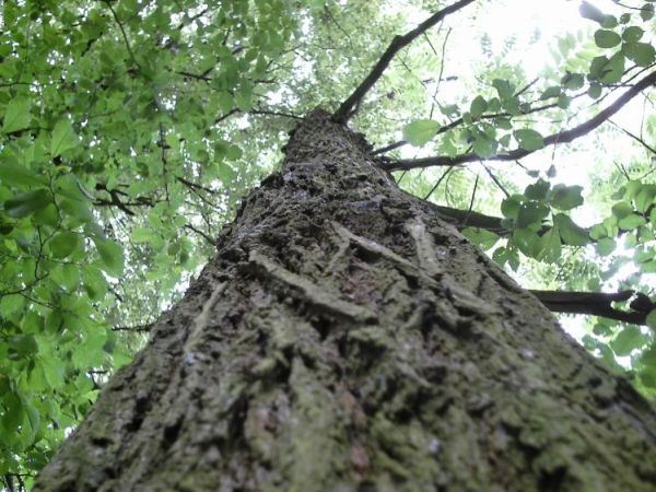 zdjecie Orłów Murowany