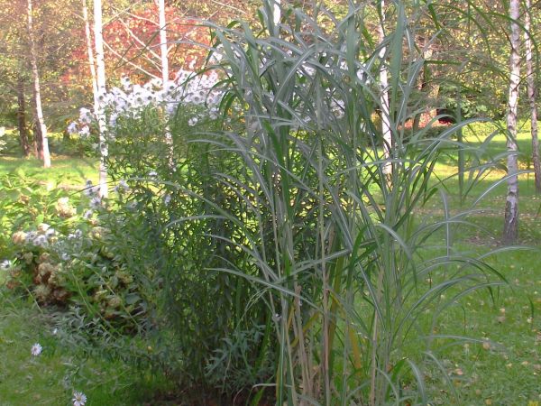 baśniowo - przed sektorem z laskiem brzozowym...