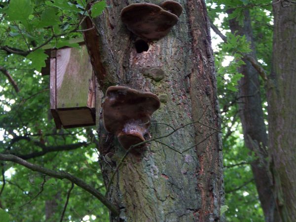 Konkurencja natury z techniką