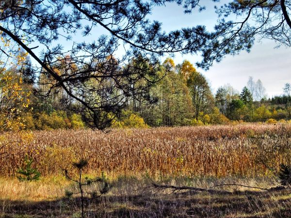 Stawek i szuwary przy agroturystyce " U Krystyny" w Lubikach Małych