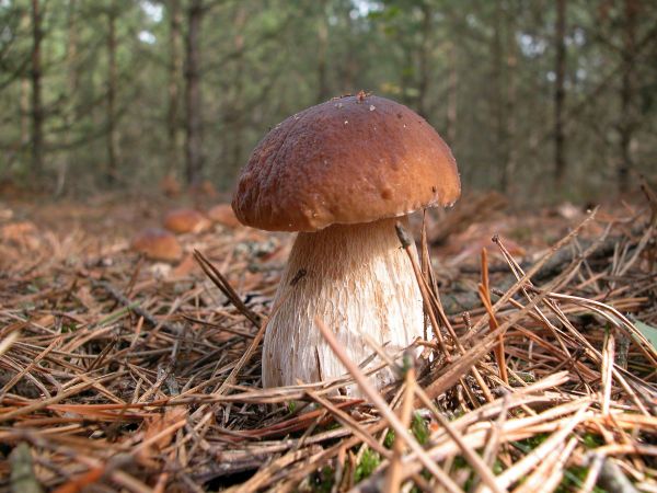 Na spacerze przed śniadaniem