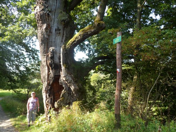dąb szypułkowy, wiekowy - pomnik przyrody, wnętrze pnia silnie spróchniałe ale i ślady okopcenia przez płomienie roznieconego tam ognia, na słupku :  tabliczka